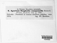 Xeromphalina campanella image
